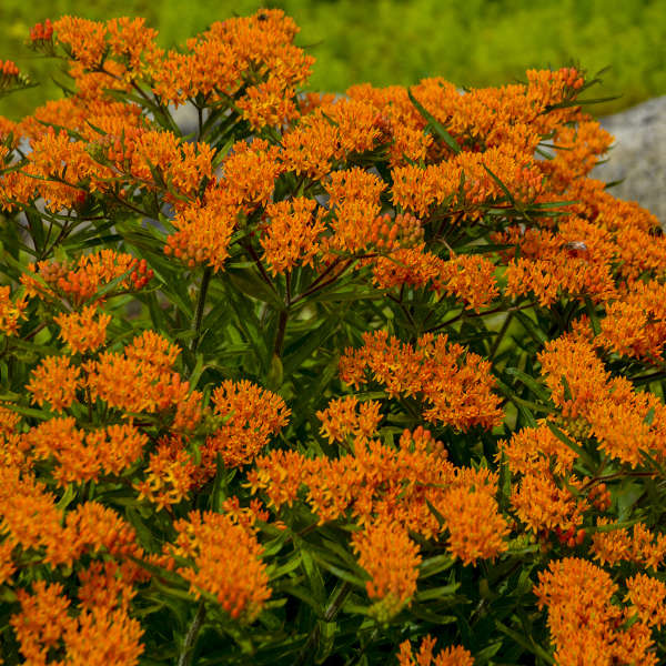 Butterfly Milk Weed (Asclepia Tuberosa)