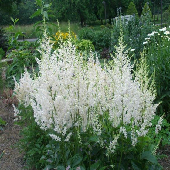 Astilbe (Arendsii Hybrid) - Snowdrift White