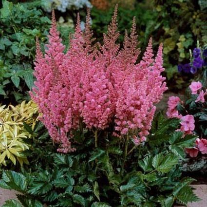 Astilbe (Astilbe Chinensis) - Visions in Pink