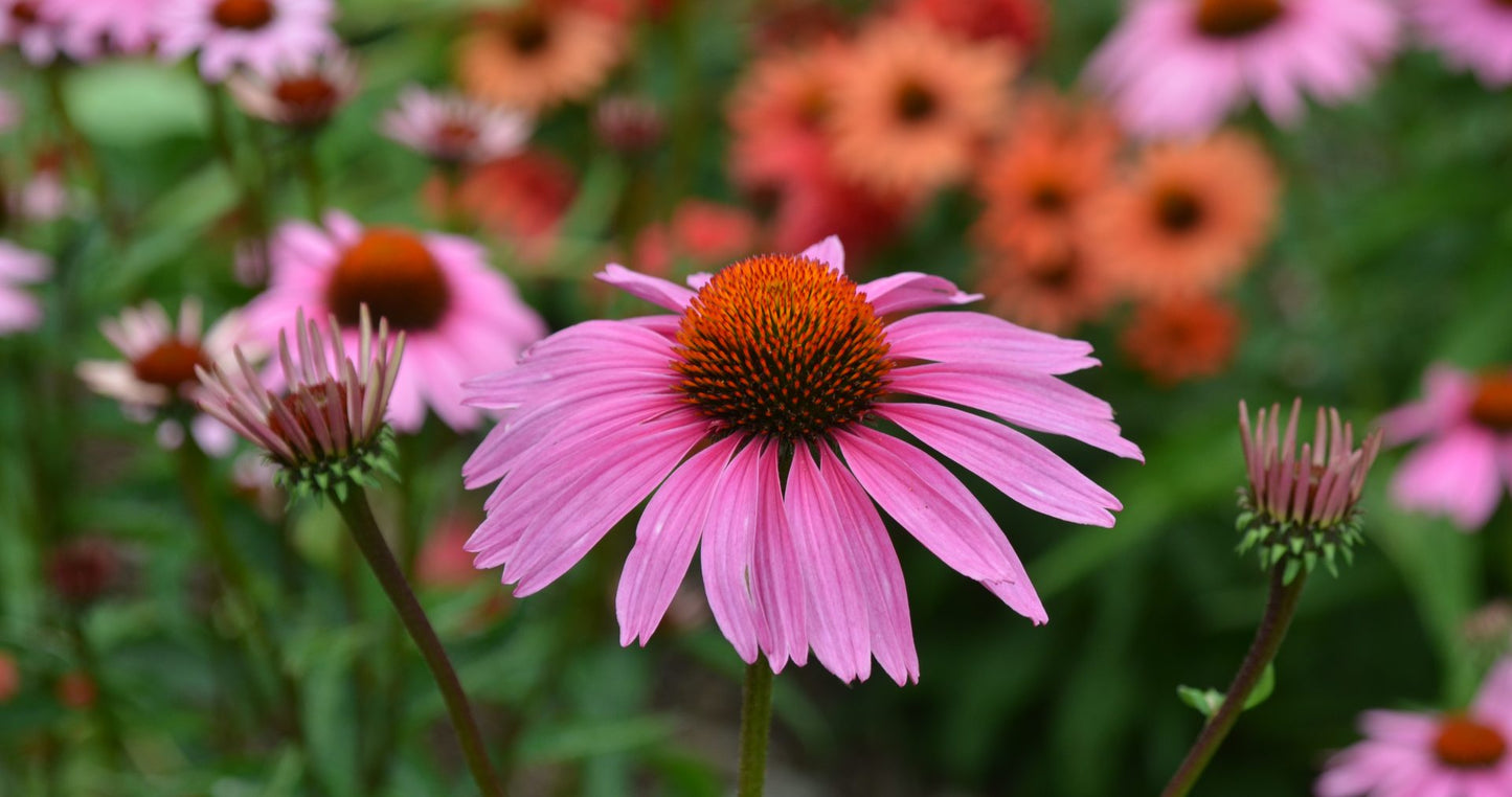 Coneflower (Echinacea purpurea) - "Magnus"