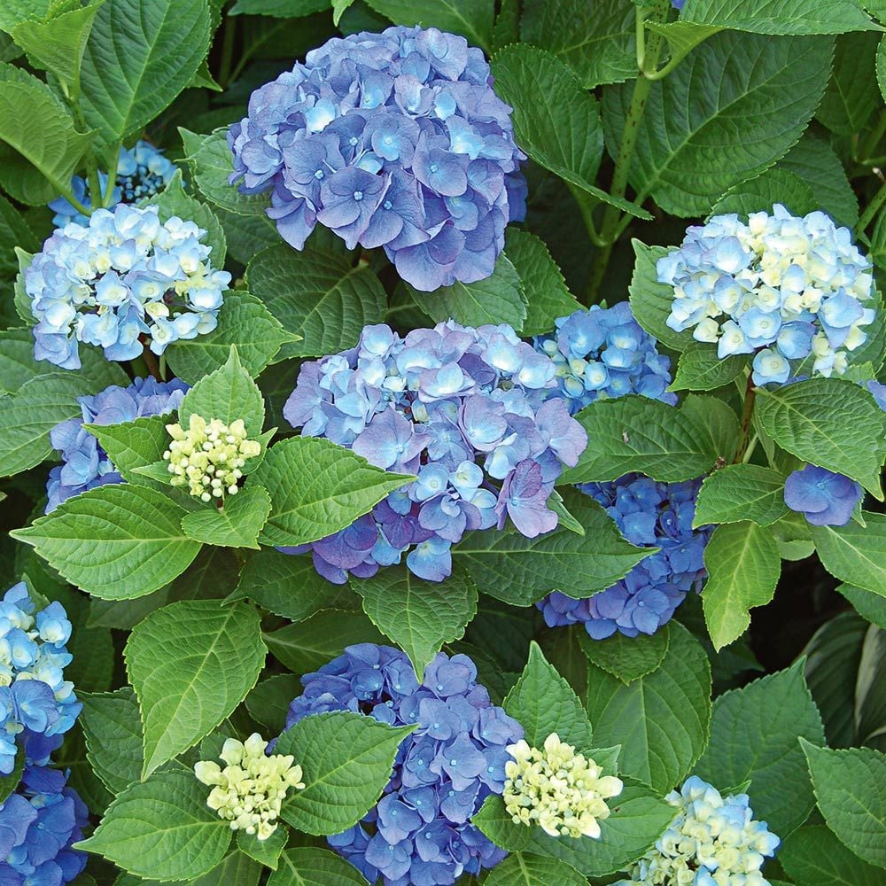 "Endless Summer" Hydrangea (Hydrangea Macrophylla)