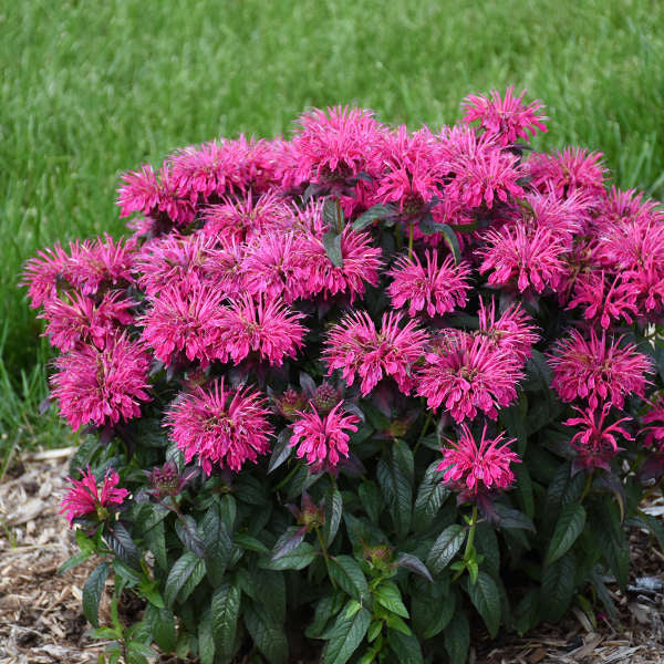 Bee Balm (Monarda didyma) - Sugar Buzz® Berry Taffy