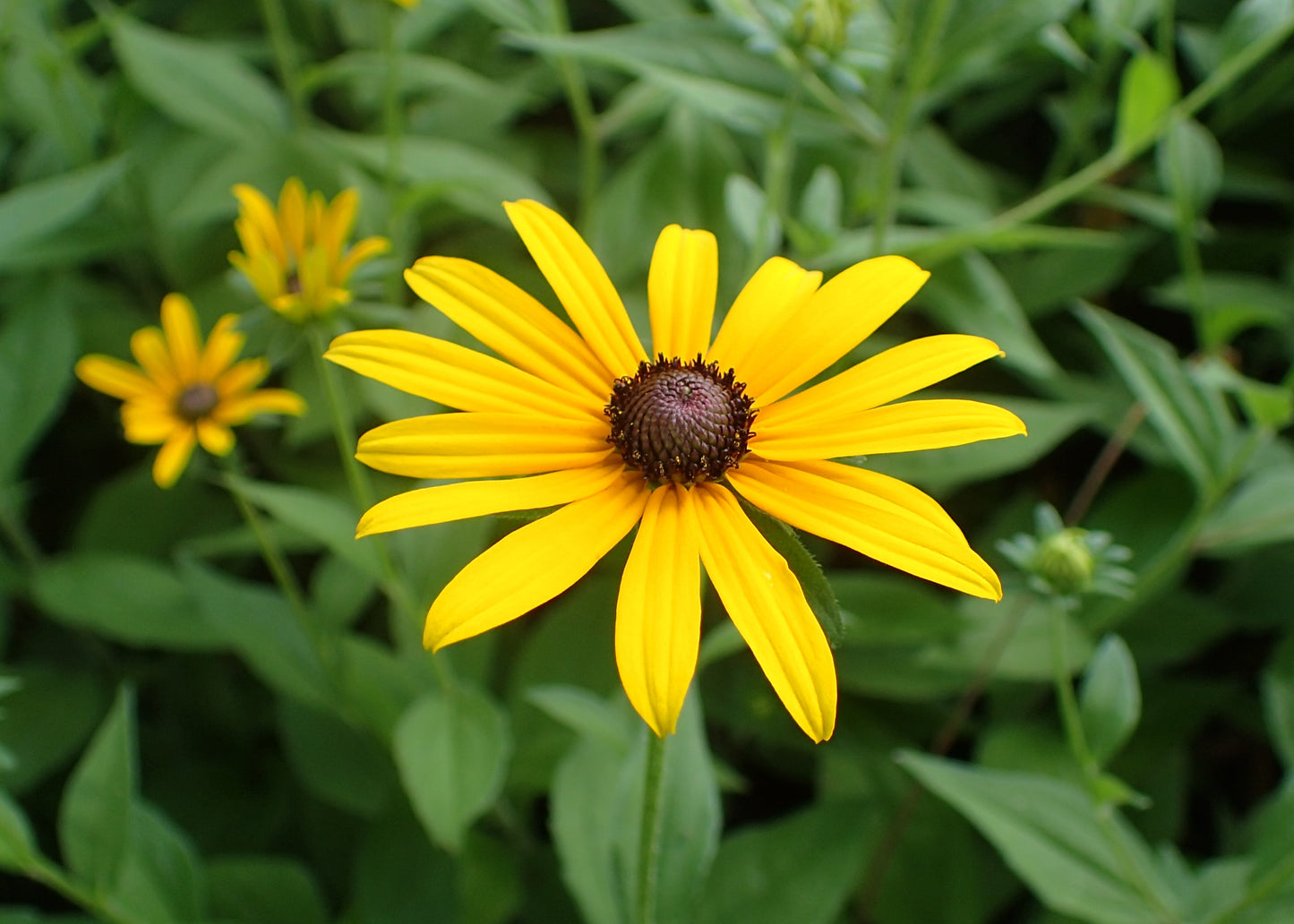 Black Eyed Susan (Rudbeckia Hirta) - "Indian Summer"