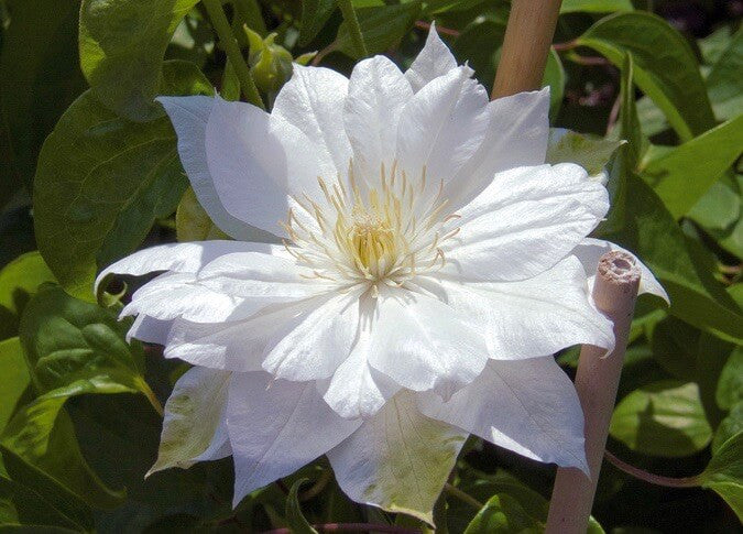 Clematis - "Duchess of Edinburgh" (White)