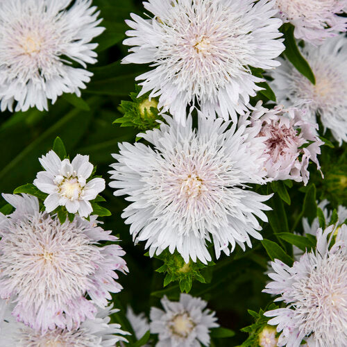 Stoke's Aster (Stokesia Laevis) - Whitecaps