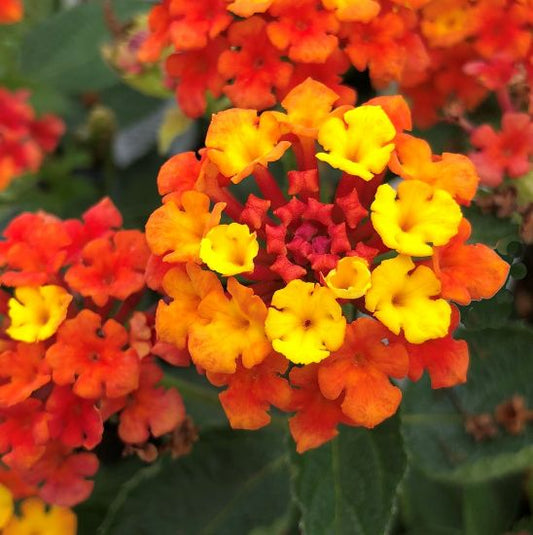 Lantana "Fireworks" (Lantana Camara)