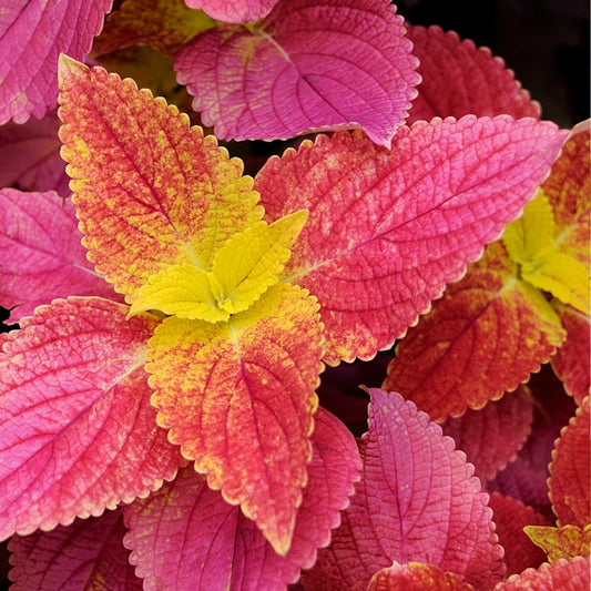 Coleus - Alabama Sunset (Coleus Scutellarioides)