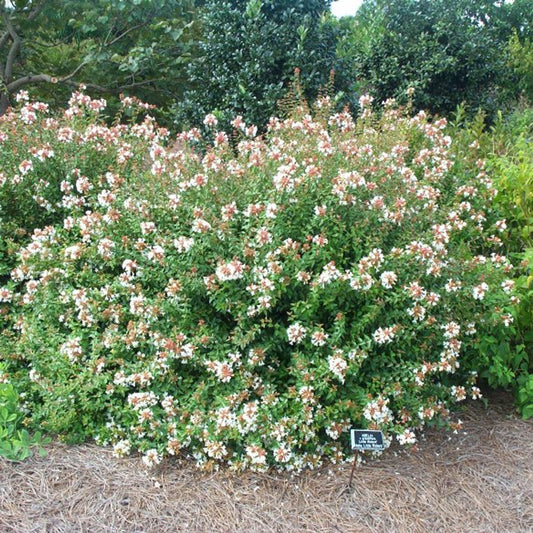 Abelia "Little Richard"