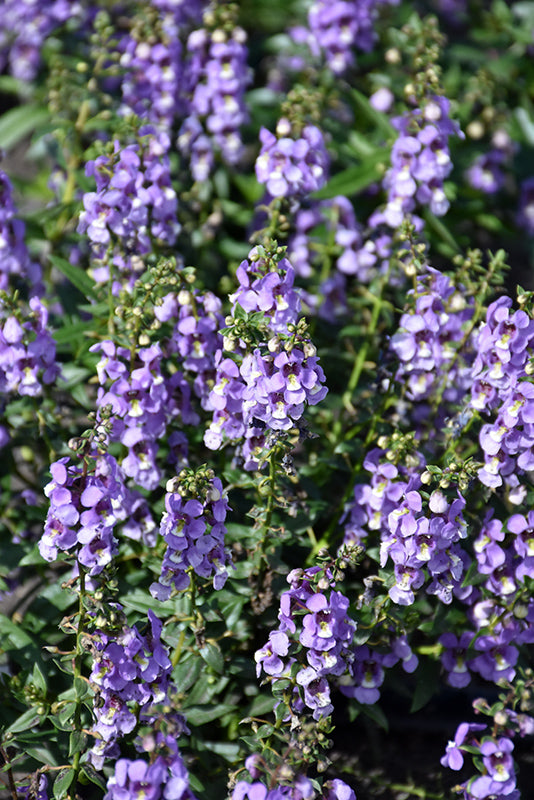 Summer Snapdragon (Angelonia angustifolia) - Serenita Sky Blue