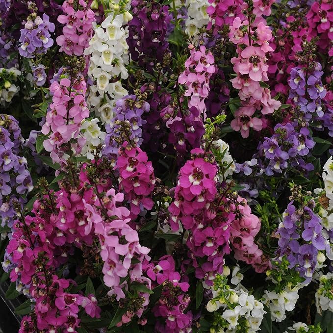 Summer Snapdragon (Angelonia angustifolia) - Serenita Mix