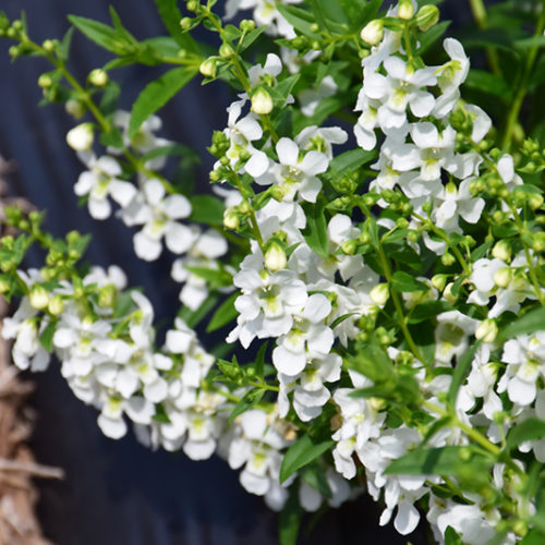 Summer Snapdragon (Angelonia angustifolia) - Serenita White