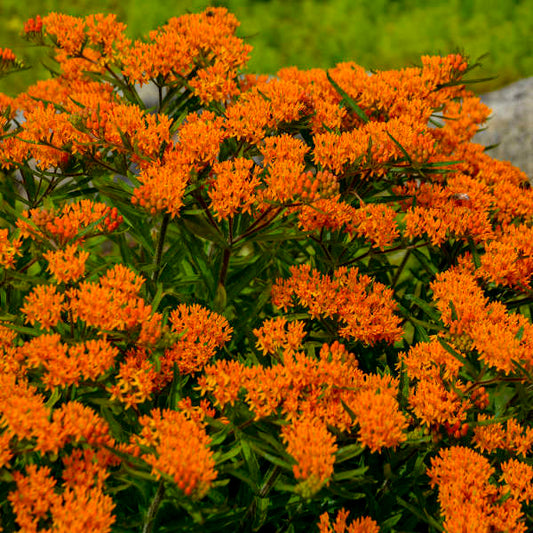 Asclepias Tuberosa (Butterfly Milk Weed)