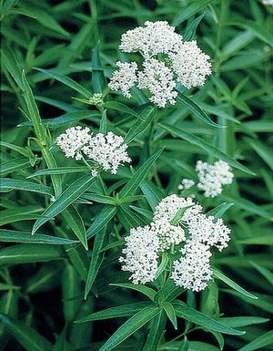 Asclepias Incarnata "Ice Ballet" (Butterfly Milk Weed)