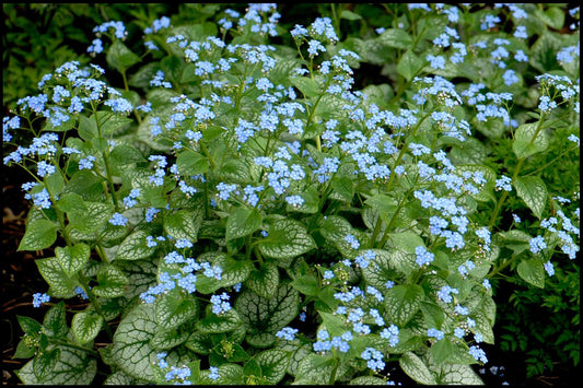 Brunnera Macrophyla "Jack Frost" (Siberian Bugloss)