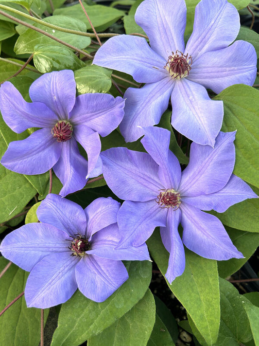 Clematis - "Ramona" (Light Purple)