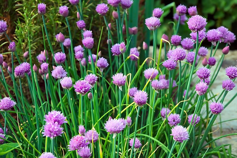 Chives (Allium schoenoprasum)