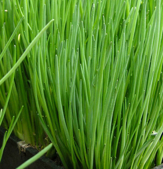 Chives (Allium schoenoprasum)