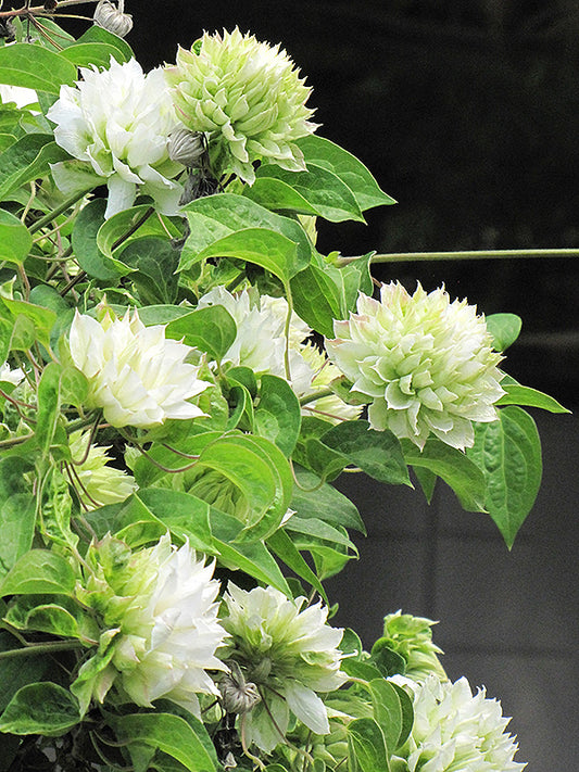 Clematis "Dutchess of Edinburgh" (White Clematis)