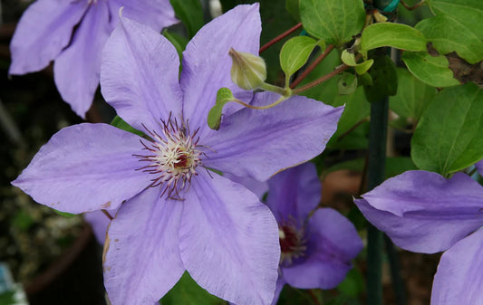 Clematis "Ramona" (Light Purple Clematis)