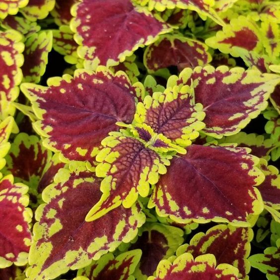 Coleus  Main Street™ -Oxford Street(Coleus scutellarioides)