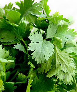 Coriander (Cilantro)