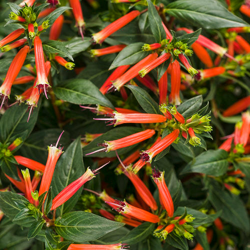 Cuphea Vermillionaire (Firecracker Plant)