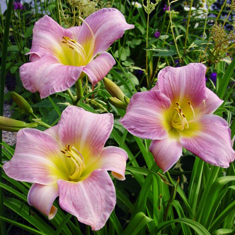 Daylily "Catherine Woodbury" (Hemerocallis)