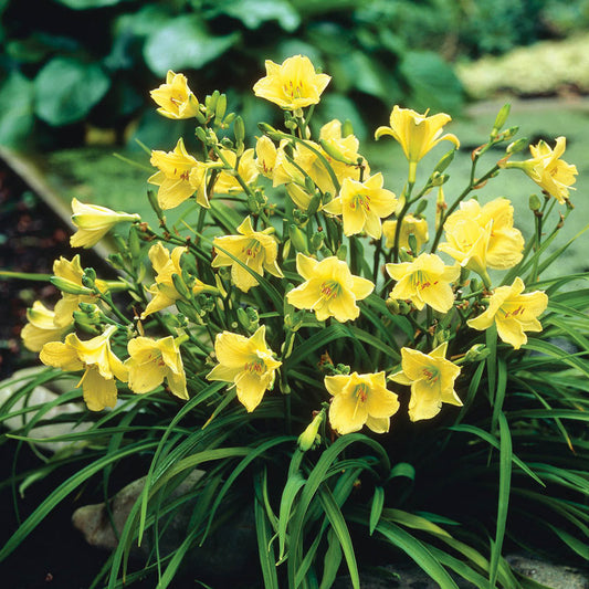 Daylily "Happy Returns" (Hemerocallis)