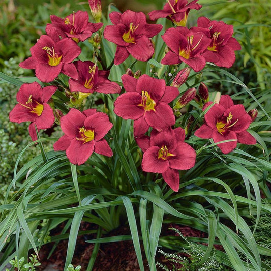 Daylily "Pardon Me" (Hemerocallis)