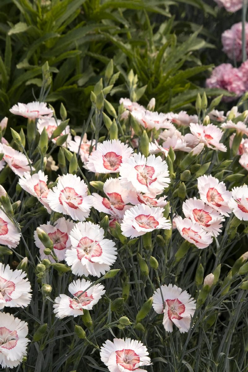 Dianthus "American Pie- Georgia Peach" (Sweet William)