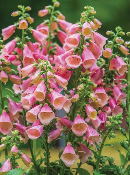 Digitalis "Arctic Fox Rose" (Foxglove)