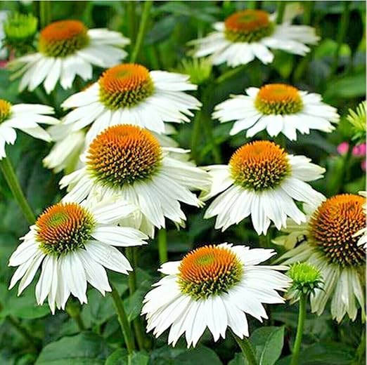 Echinacea "Pow Wow White" (Coneflower)