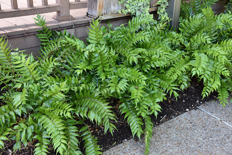 Fern Cyrtomium (Japanese Holly Fern)