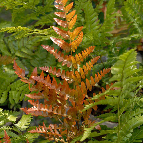 Dryopteris Erythrosora "Autumn Brilliance" (Brilliance Autumn Fern)