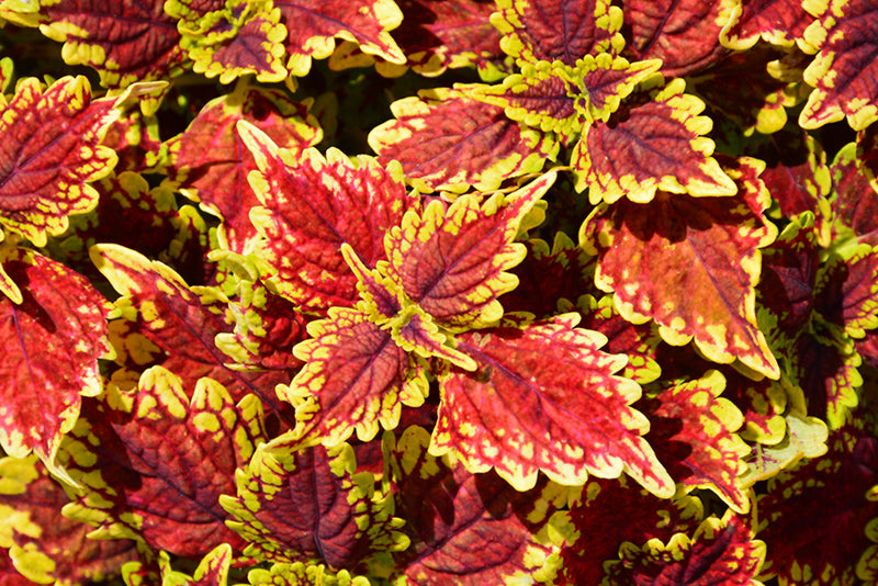 Coleus  Main Street™ -Oxford Street(Coleus scutellarioides)