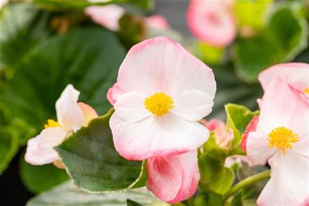 Begonia Tophat™ Bicolor - Rose