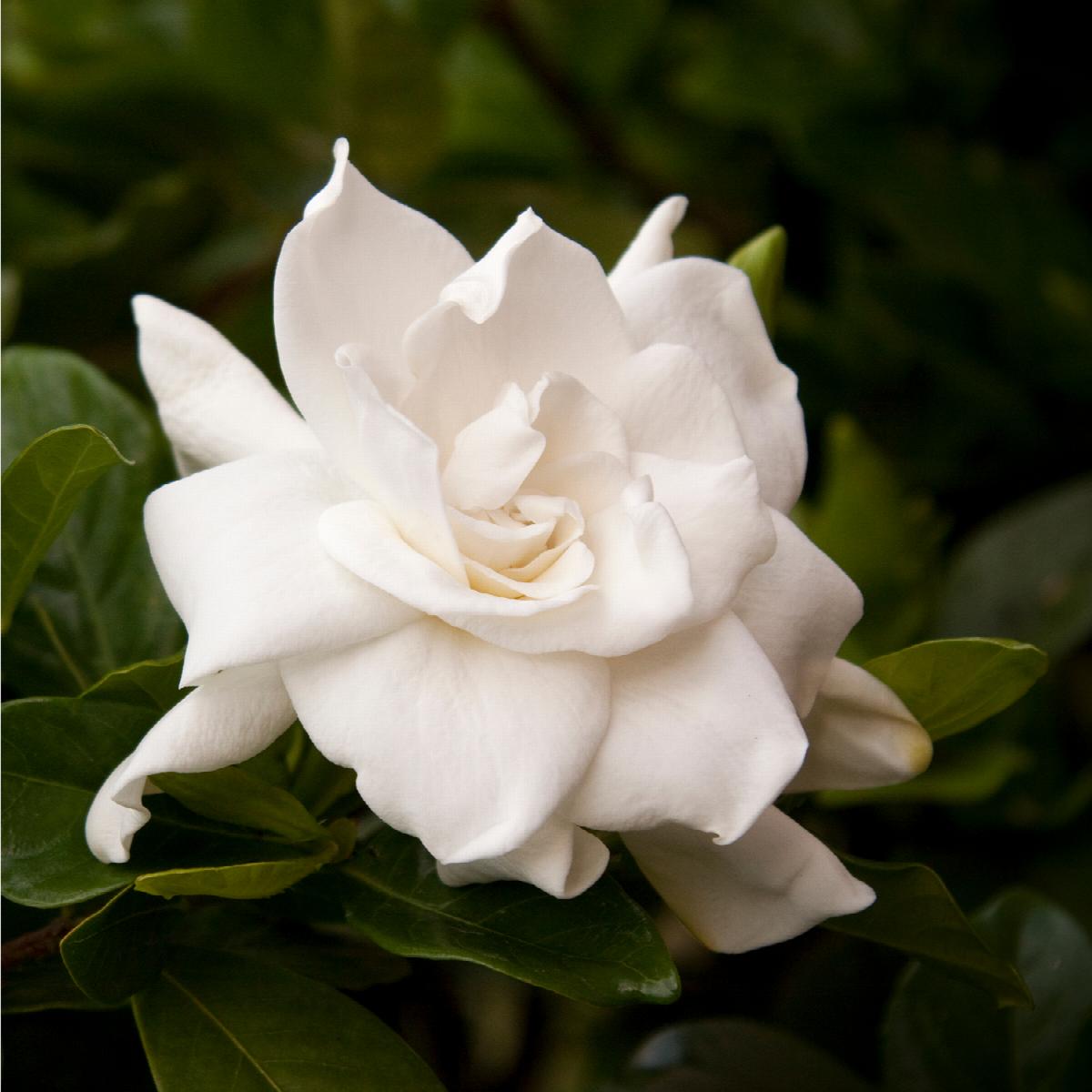 Gardenia "August Beauty"