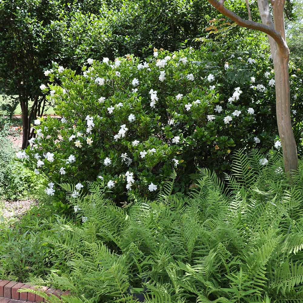 Gardenia "August Beauty"