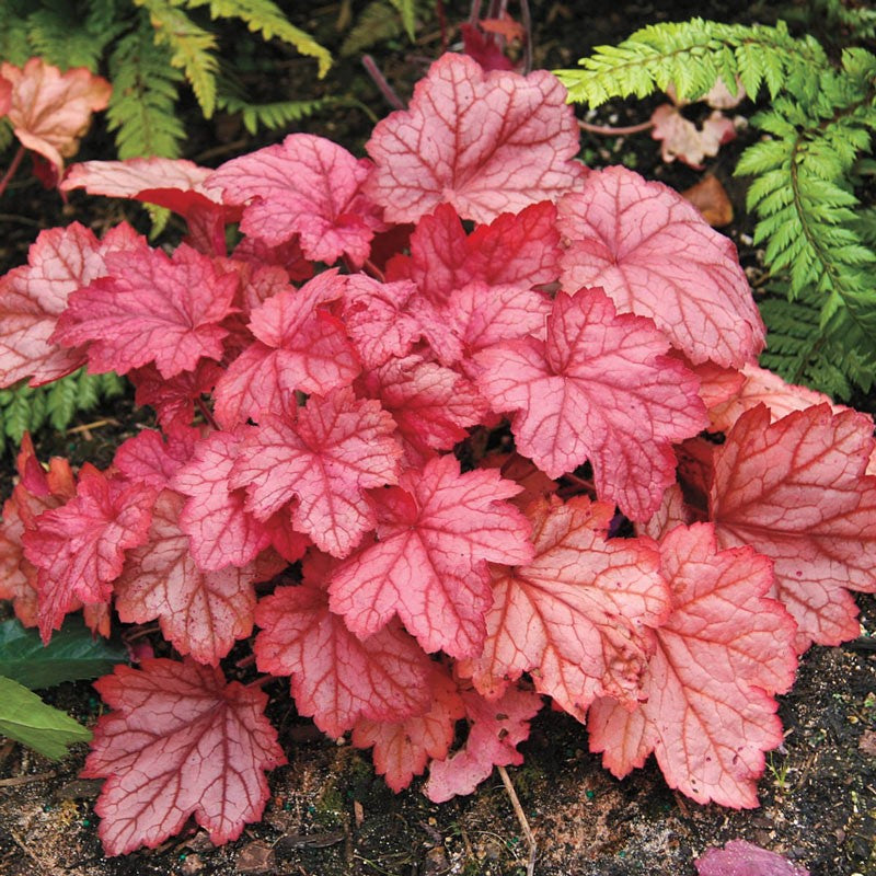 Heuchera "Georgia Peach" (Coral Bells)