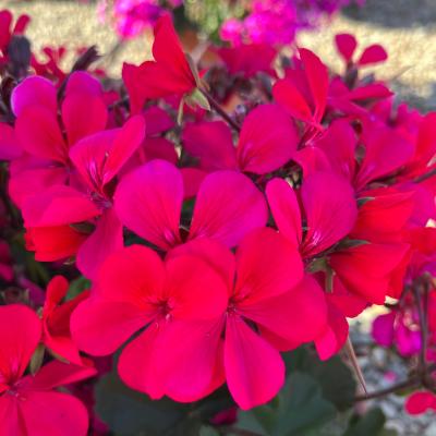 Geranium (Pelargonium interspecific) -  Hot Pink