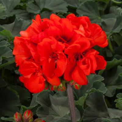 Geranium (Pelargonium)-  Orange Splash