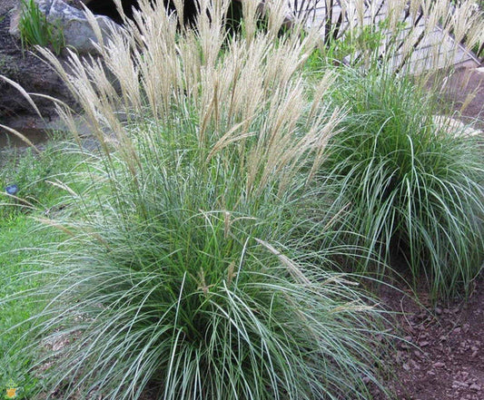 Miscanthus sinensis "Adagio" (Dwarf Maiden Grass)