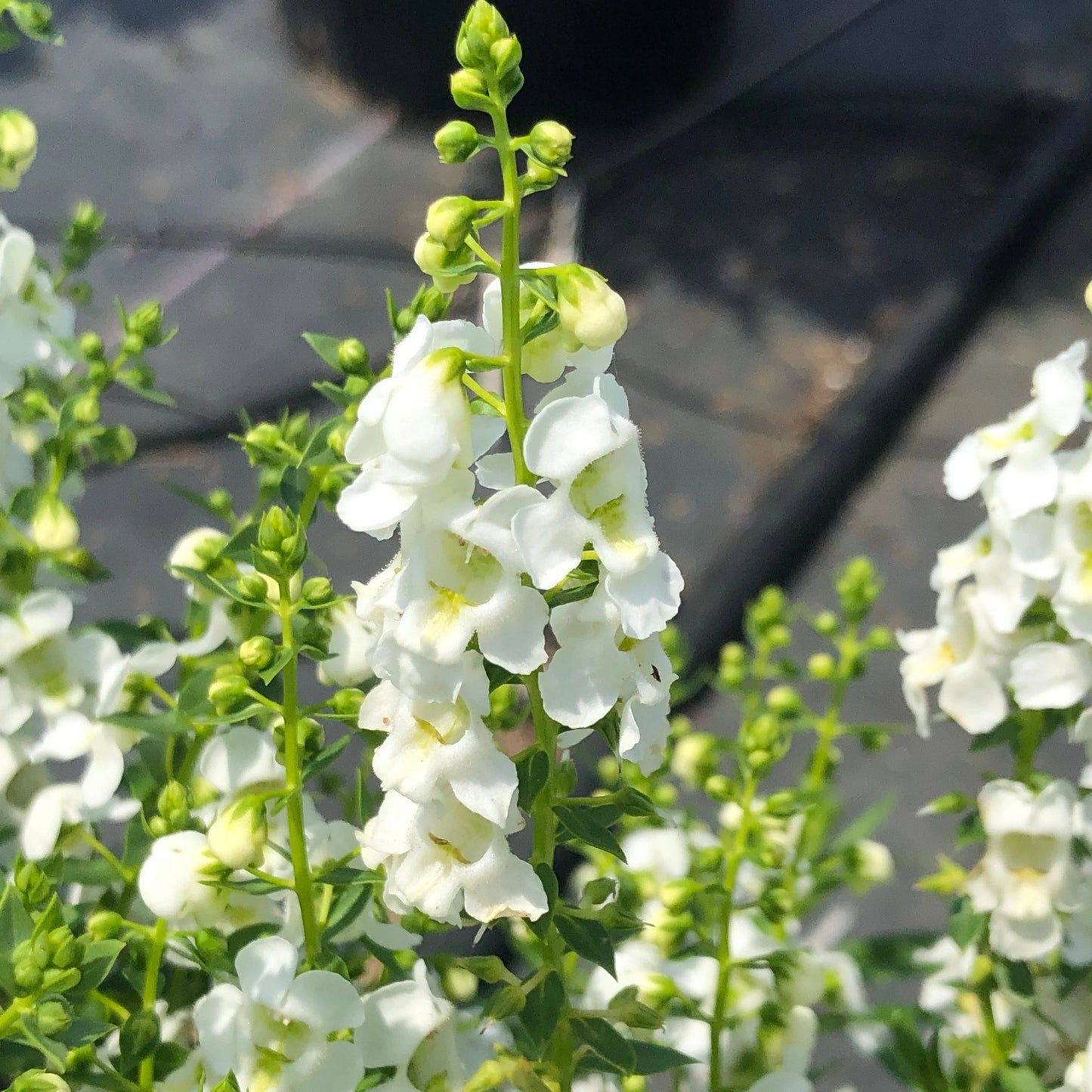 Summer Snapdragon (Angelonia angustifolia) - Serenita White