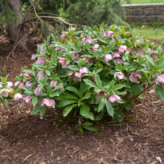 Helleborus "Honeymoon - Paris in Pink" (Lenten Rose, Hellebore)