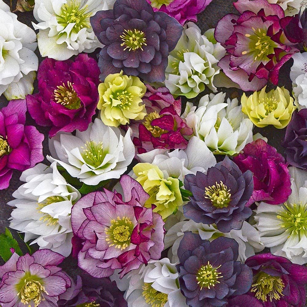 Helleborus "Wedding Party Mix"  (Lenten Rose, Hellebore)