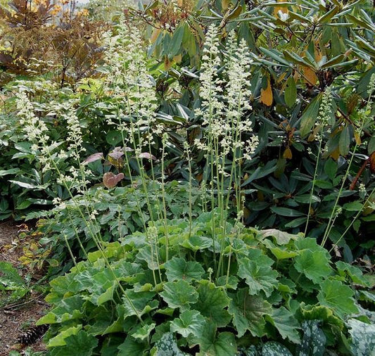 Heuchera "Autumn Bride" (Coral Bells)