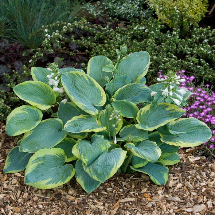 Hosta "Frances Williams" (Plantain Lily)