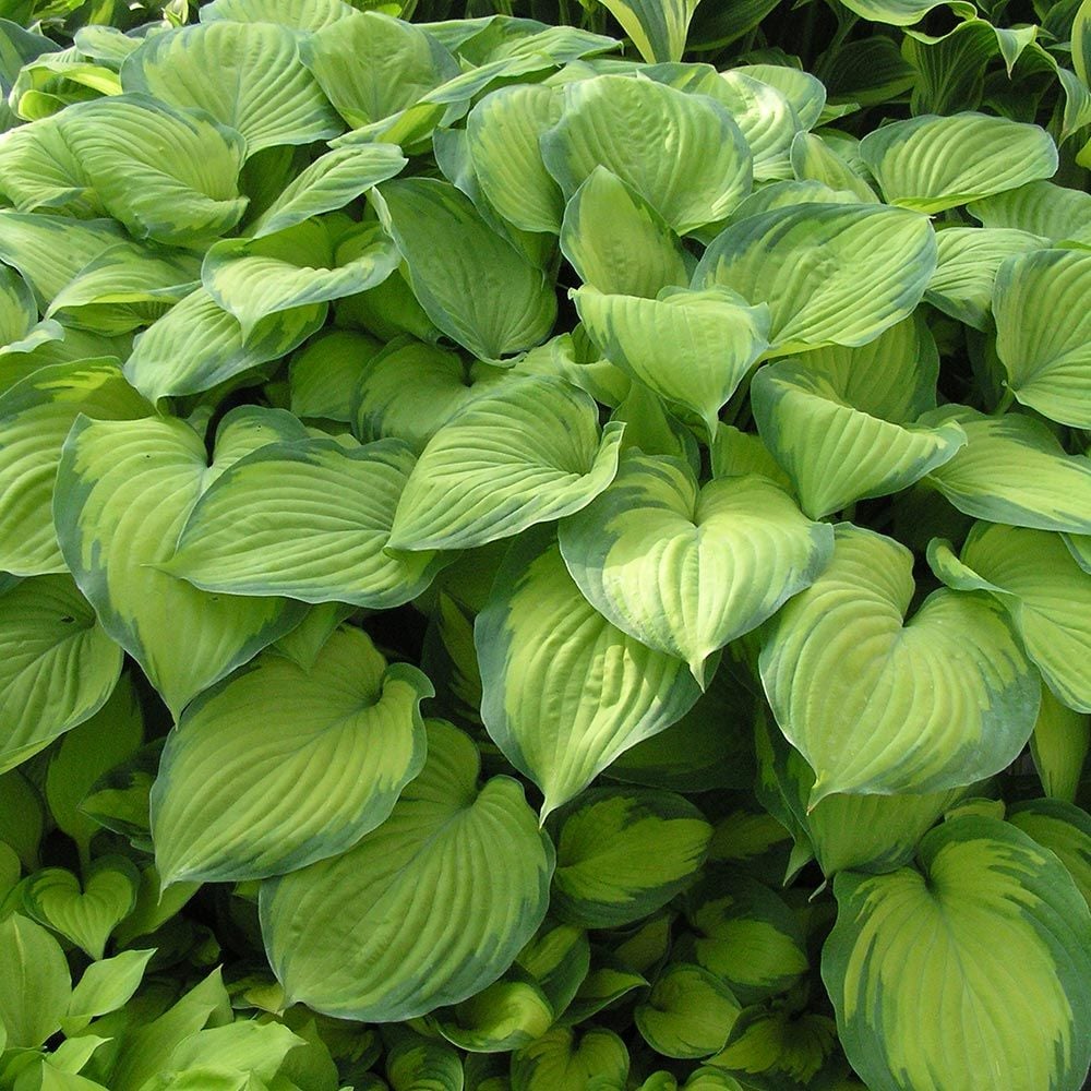 Hosta "Guacamole" (Plantain Lily)