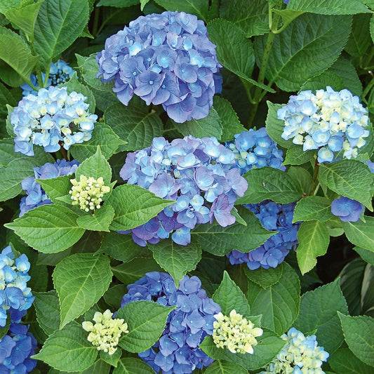 Hydangea Macrophylla "Endless Summer" Hydrangea