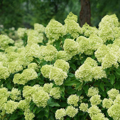 Hydrangea Paniculata "Limelight" (Panicle Hydrangea)